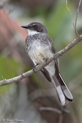 Rhipidure  ventre chamois (Northern Fantail)