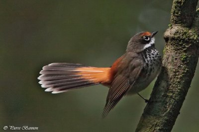 Rhipidure roux (Rufous Fantail)