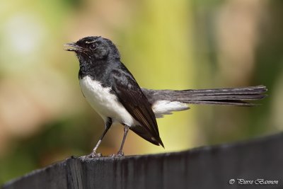 Rhipidure hochequeue (Willie Wagtail)