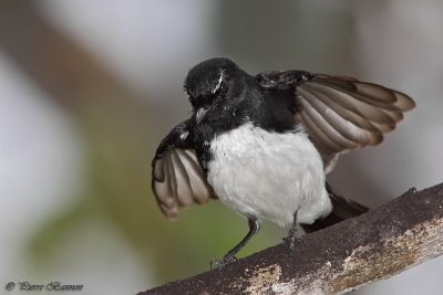 Rhipidure hochequeue (Willie Wagtail)