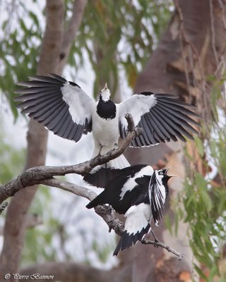 Gralline pie (Magpie-lark)