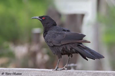 Corbicrave leucoptre (White-winged Chough)