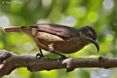 Paradisier de Victoria (Victoria's Riflebird)