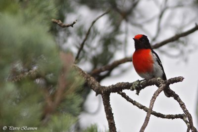 Miro  front rouge (Red-capped Robin)