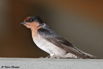 Hirondelle messagre (Welcome Swallow)