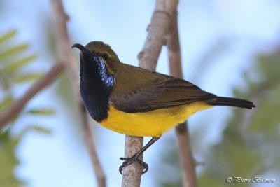 Souimanga  dos vert (Olive-backed Sunbird)