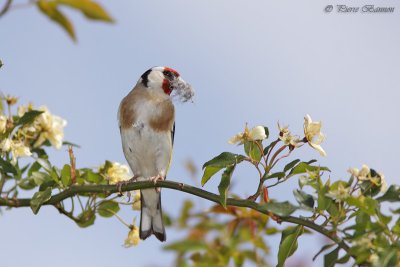 Chardonneret lgant (European Goldfinch)