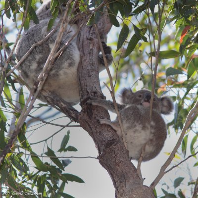 Koala (Koala)