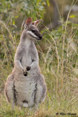 Wallaby de Parry (Whiptail Wallaby)