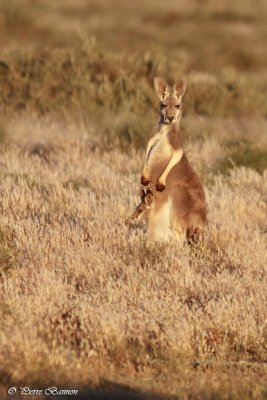 Kangourou roux (Red Kangaroo)