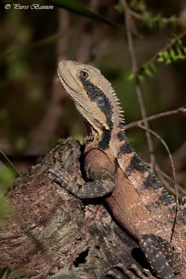 Dragon australien (Water Dragon)