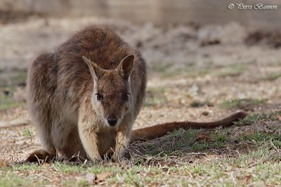 Ptrogale de Mareeba (Mareeba Rock Wallaby)