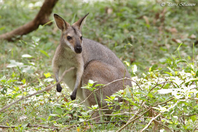 Pademelon  cou rouge (Red-necked Pademelon)