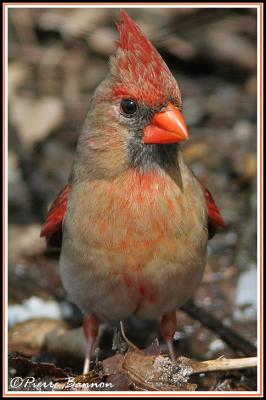 Cardinal rouge (Cimetire Mt-Royal, 9 mai 2006)