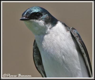 Hirondelle bicolore (Cimetière Mt-Royal, 10 mai 2006)