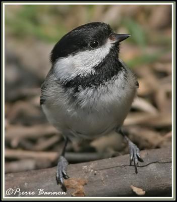 Mésange à tête noire (Cimetière Mt-Royal, 11 mai 2006)