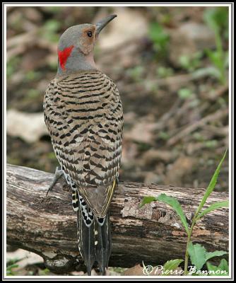 Pic flamboyant (Summit, 12 mai 2006)