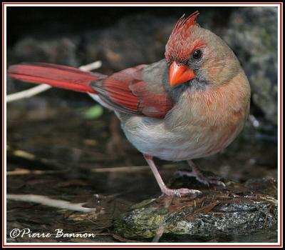 Cardinal rouge (Cimetire Mont-Royal, 24 mai 06)