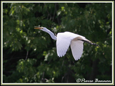 Grande Aigrette (Kahnawake, 25 mai 06)