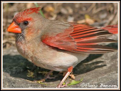 Cardinal rouge (Cimetire Mont-Royal, 30 mai 06)