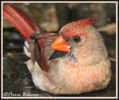 Cardinal rouge (Cimetire Mont-Royal, 30 mai 06)