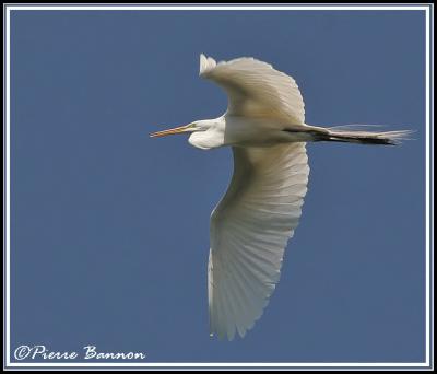 Grande Aigrette (Sainte-Catherine, 5 juin06)