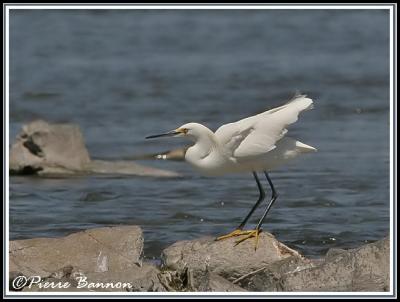 Aigrette neigeuse (Sainte-Catherine, 5 juin06)