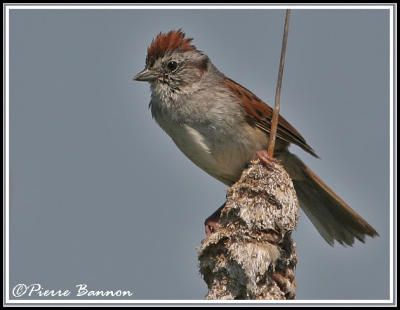 Bruant des marais (Dundee, 6 juin 06)