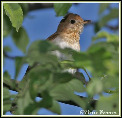 Grive fauve (Lac-Brome, 15 juin 2006)