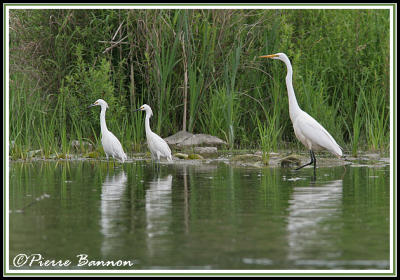 Aigrettes neigeuses et Grande Aigrette (Ste-Catherine, 26 juin 2006)