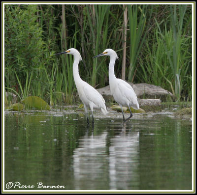 Aigrettes neigeuses (Ste-Catherine, 26 juin 2006)