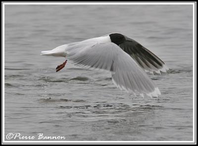 Mouette pygme (Ste-Catherine, 26 juin 2006)