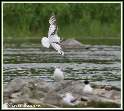 Mouette pygmée (Ste-Catherine, 26 juin 2006)