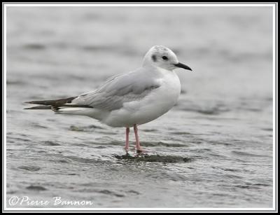 Mouette de Bonaparte (Ste-Catherine, 26 juin 2006)