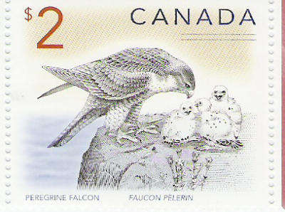 Faucon pèlerin ????