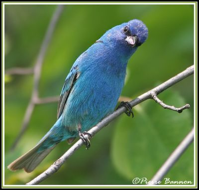 Passerin indigo (Godmanchester, 8 juillet 2006)