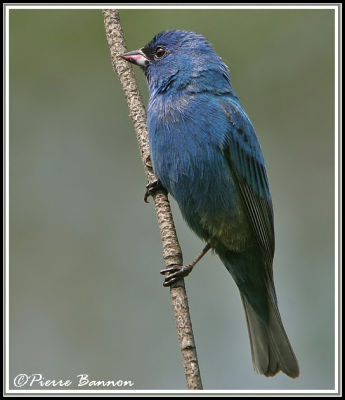 Passerin indigo (Godmanchester, 8 juillet 2006)