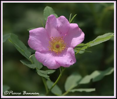 Ronce odorante (Godmanchester, 8 juillet 2006)