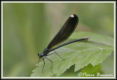 Dame en noir (Saint-Philippe-de-Laprairie, 12 juillet 2006)