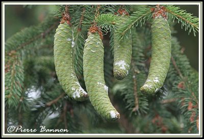 Cones (Laprairie, 12 juillet 2006)