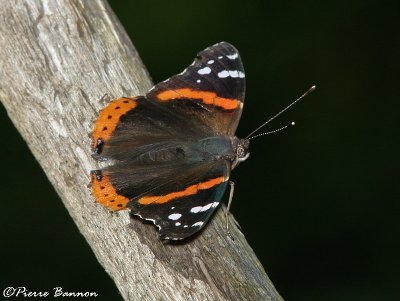 Papillon (Parc Summit, 24 juillet 2006)