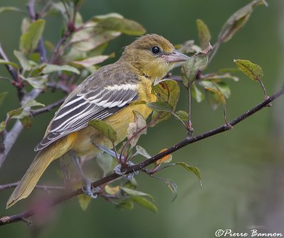 Oriole de Baltimore (Cimetire du Mont-Royal, 24 juillet 2006)