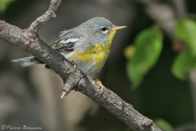 Paruline  collier (Cimetire Mt-Royal, 6 aot 2006)