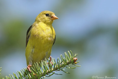 Chardonneret jaune (Arboretum Morgan, 9 aot 2006)