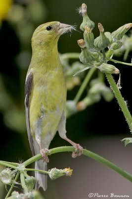 Chardonneret jaune (Cimetire du Mont-Royal, 12 aot 2006)