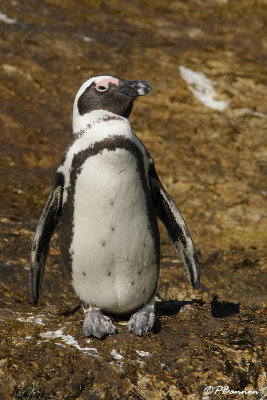 Manchot du Cap, African Penguin (Cape Town, 2 novembre 2007)