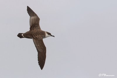 Puffin majeur, Great Shearwater (Cape Town, 2 novembre 2007)