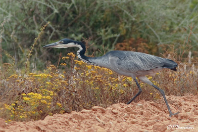 Héron mélanocéphale, Black-headed Heron (Langebaan, 7 novembre 2007)