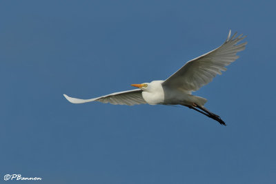 Hron intermdiaire, Yellow-billed Egret (Rserve Mkhuze, 13 novembre 2007)