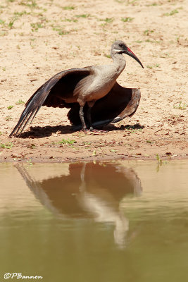 Ibis hagedash, Hadeda Ibis(Réserve Mkhuze, 14 novembre 2007)